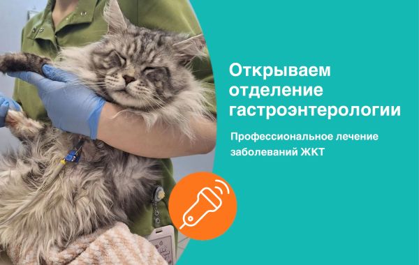 В клинике КИТ открылся современный отдел гастроэнтерологии