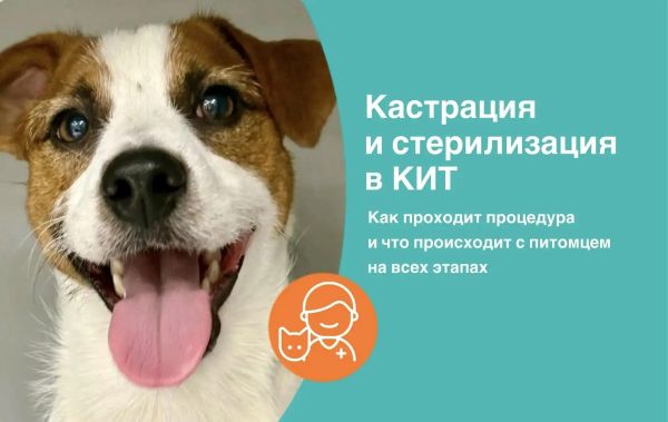 Кастрация в КИТ